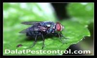 10 côn trùng "sát thủ" nguy hiểm nhất hành tinh